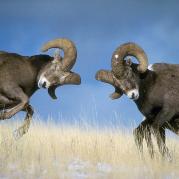 Zeus! "Motomonotono" CD