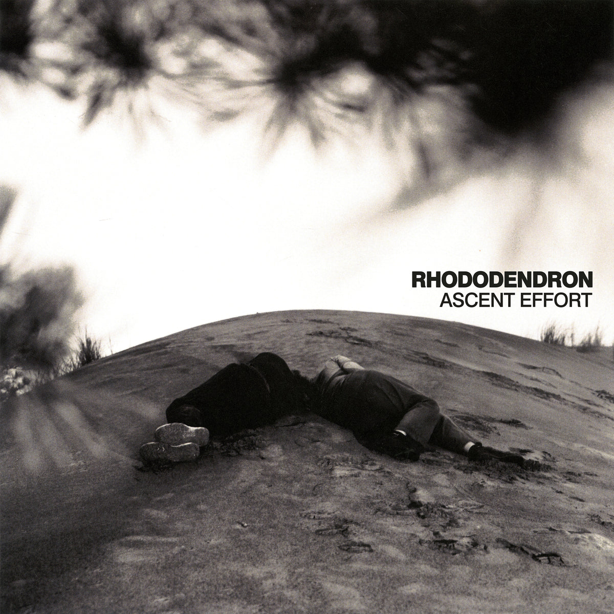 Rhododendron "Ascent Effort" LP