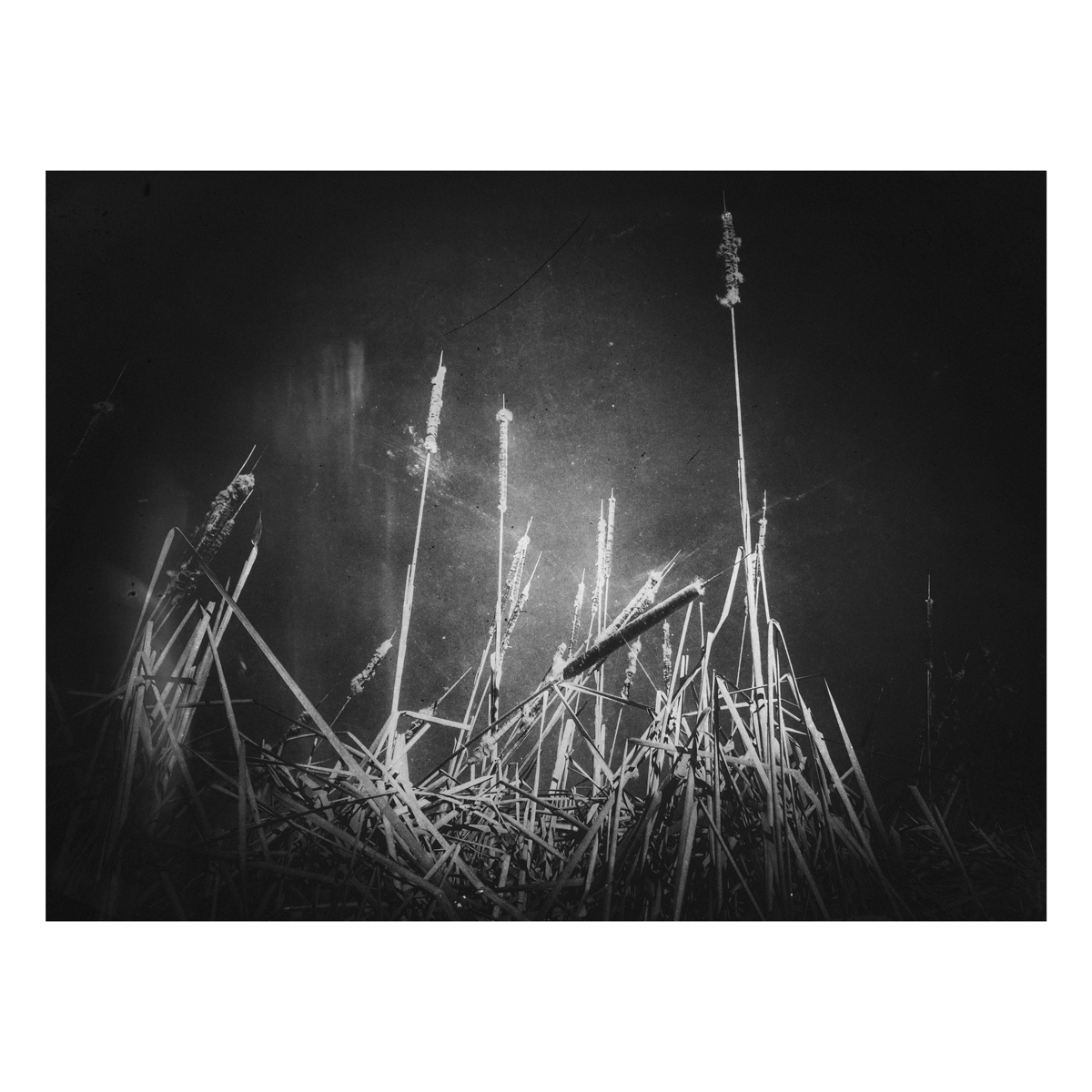 David Eugene Edwards "The Fields" Giclee Print