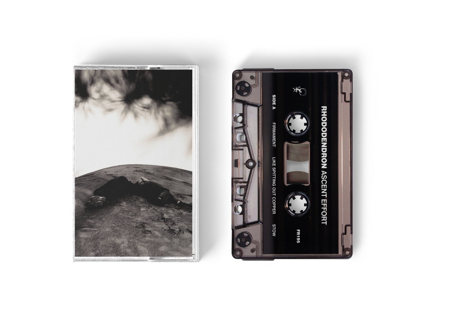 Rhododendron "Ascent Effort" CS