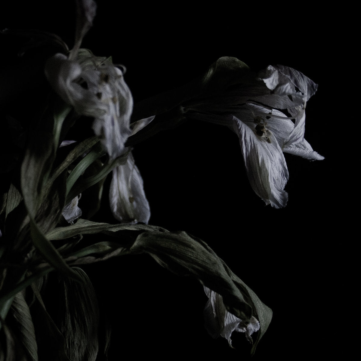 Cavernlight "As We Cup Our Hands And Drink From The Stream Of Our Ache" LP