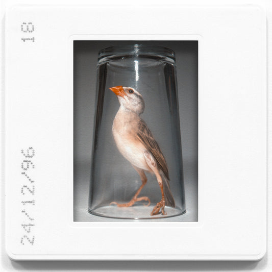 Tantrum "Twisted In Anguish" LP