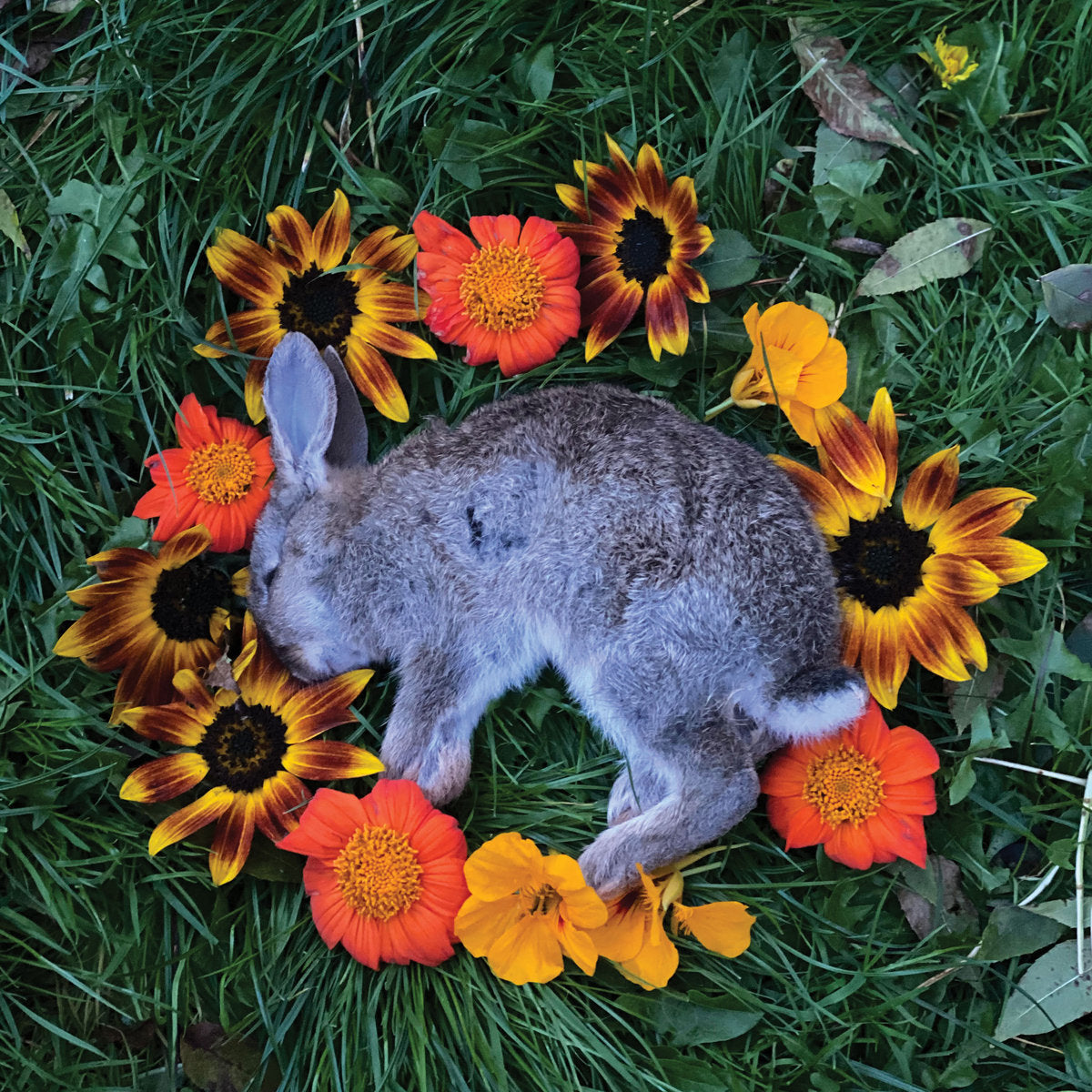 Monolord "Your Time To Shine" CD