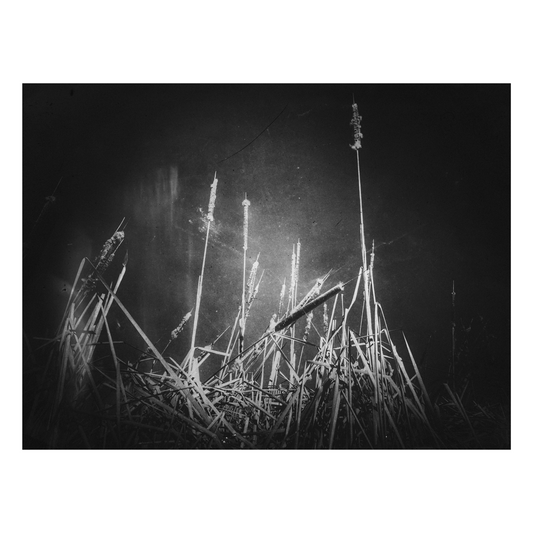 David Eugene Edwards "The Fields" Giclee Print