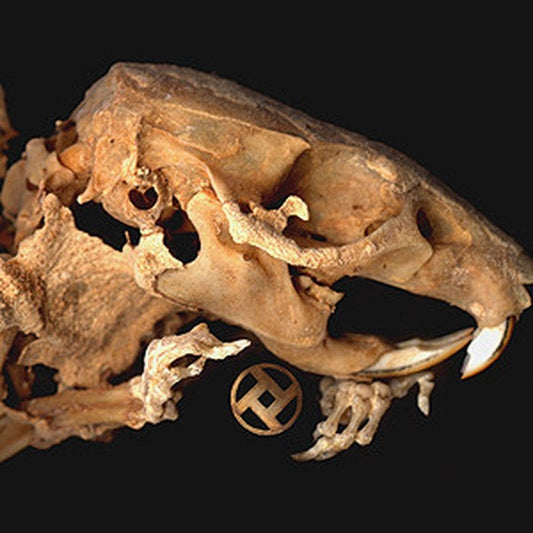 ROT IN HELL "As Pearls Before Swine"-Deathwish Inc-Deathwish Inc Europe